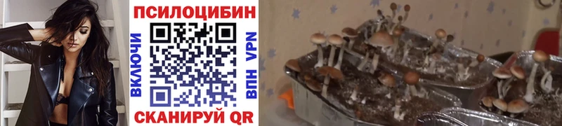 Псилоцибиновые грибы Psilocybine cubensis  Мышкин 